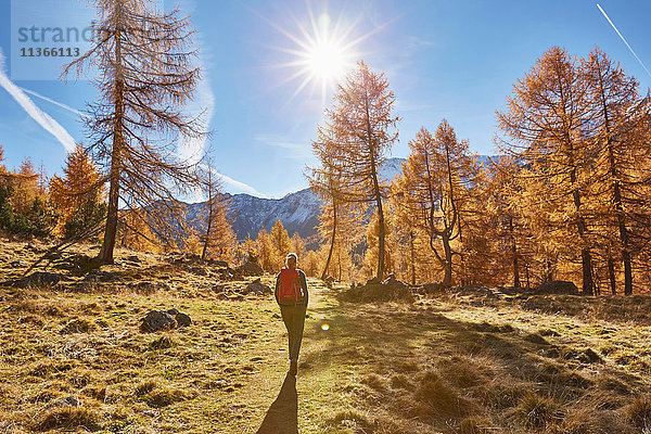 Frau beim Wandern  Rückansicht  Schnalstal  Südtirol  Italien