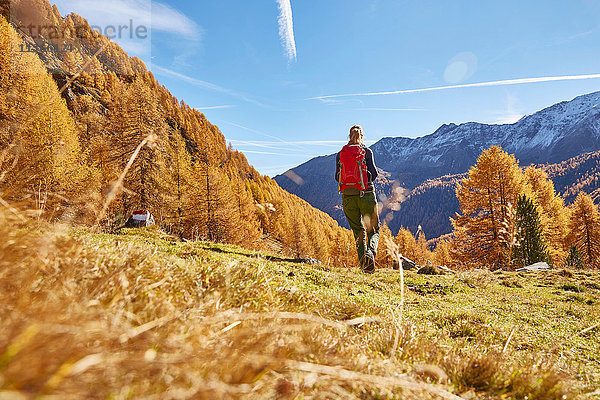 Frau beim Wandern  Rückansicht  Schnalstal  Südtirol  Italien