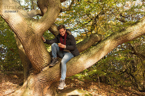 Junger Mann sitzt im Baum und schaut auf Smartphone