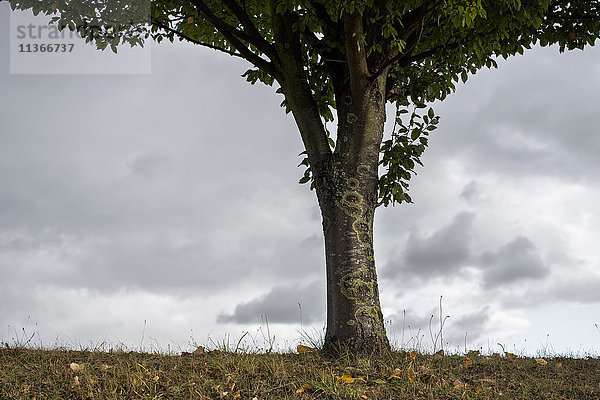Schnappschuss eines Baumes im Laub vor grauem Himmel
