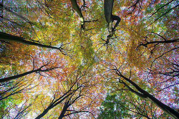 Tiefwinkelansicht von Herbstbäumen gegen blauen Himmel im Wald