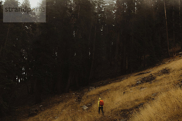 Rückansicht eines männlichen Wanderers  der in Richtung Wald wandert  Mineral King  Sequoia National Park  Kalifornien  USA