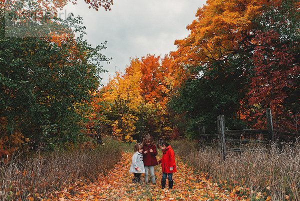 Zwei Mädchen und ihre kleine Schwester betrachten Herbstblätter auf einem ländlichen Pfad