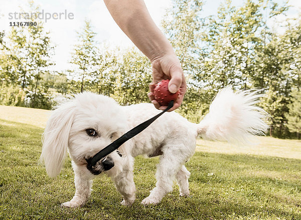 Coton de tulear Hund zieht im Garten Hundespielzeug von Frau  Orivesi  Finnland