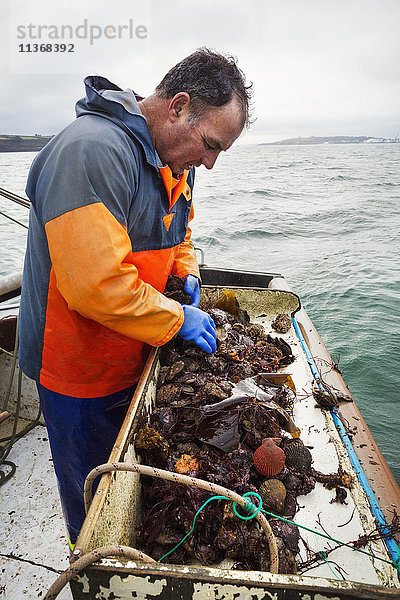 Traditionelle nachhaltige Austernfischerei. Ein Mann sortiert Austern auf einem Bootsdeck.