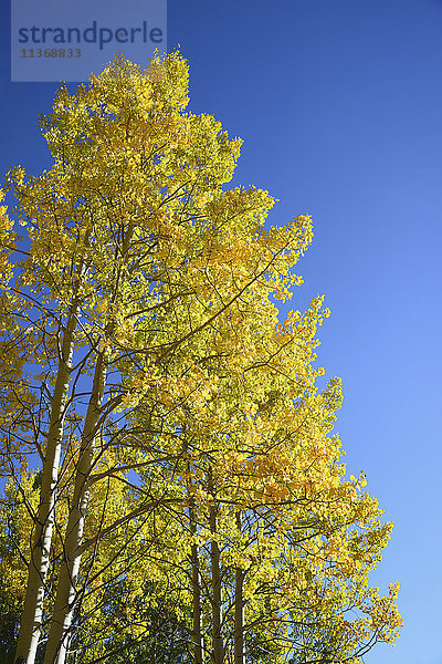 USA  Colorado  Kenosha Pass  Niedriger Blickwinkel auf herbstliche Espenbäume vor blauem Himmel
