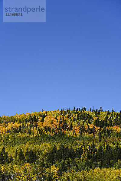 USA  Colorado  Blick auf den Kenosha Pass mit blauem Himmel