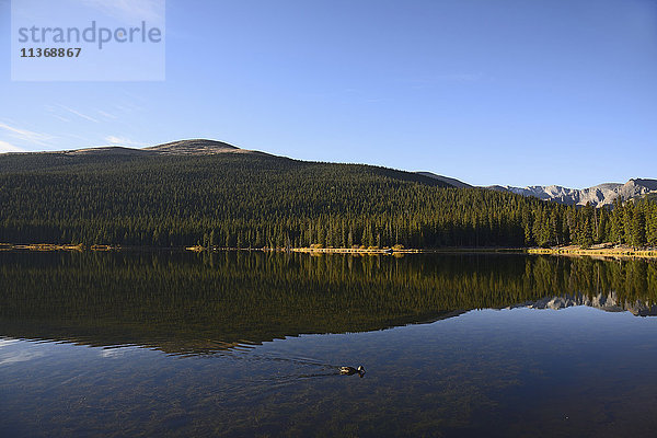 USA  Colorado  Mount Evans und Waldspiegelung im Echo Lake