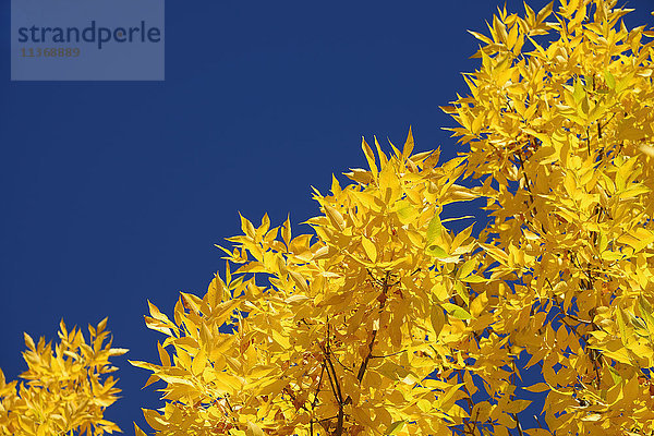 Niedriger Winkel Ansicht der Herbst Baum Zweig gegen Himmel