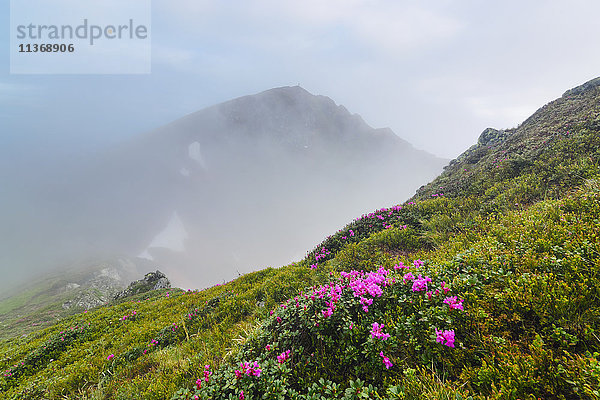 Ukraine  Zakarpattia  Bezirk Rachiw  Karpaten  Maramures  Rosa Blumen auf Hügel