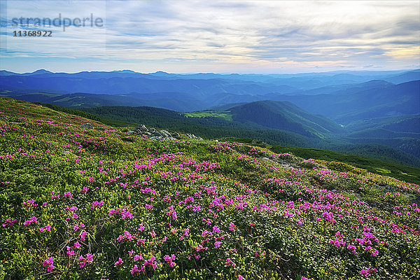 Ukraine  Gebiet Iwano-Frankiwsk  Bezirk Werchowyna  Karpaten  Tschernohora  Rosa Blumen in Berglandschaft