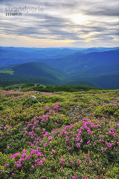 Ukraine  Gebiet Iwano-Frankiwsk  Bezirk Werchowyna  Karpaten  Tschernohora  Rosa Blumen in Berglandschaft