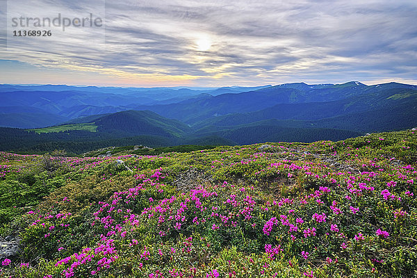 Ukraine  Gebiet Iwano-Frankiwsk  Bezirk Werchowyna  Karpaten  Tschernohora  Rosa Blumen in Berglandschaft