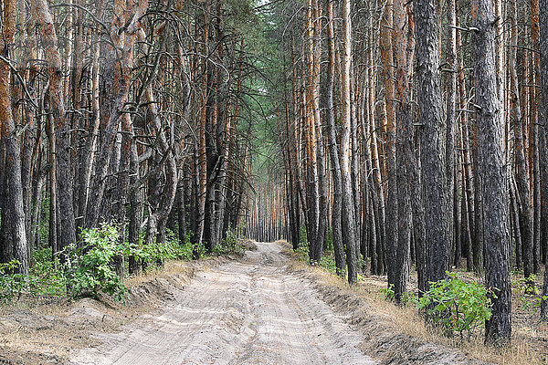Ukraine  Gebiet Dnepropetrowsk  Bezirk Nowomoskowsk  Schotterstraße im Wald