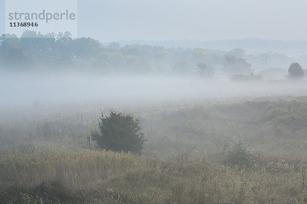 Ukraine  Gebiet Dnepropetrowsk  Bezirk Nowomoskowsk  Nebelschwaden auf einer Wiese