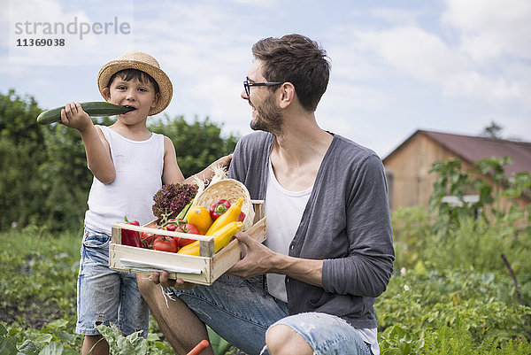 Mittelgroßer Mann mit seinem Sohn bei der Gemüseernte im Gemeinschaftsgarten