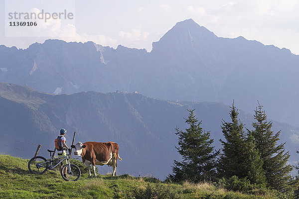 Mountainbiker streichelt Kuh in alpiner Landschaft  Zillertal  Tirol  Österreich