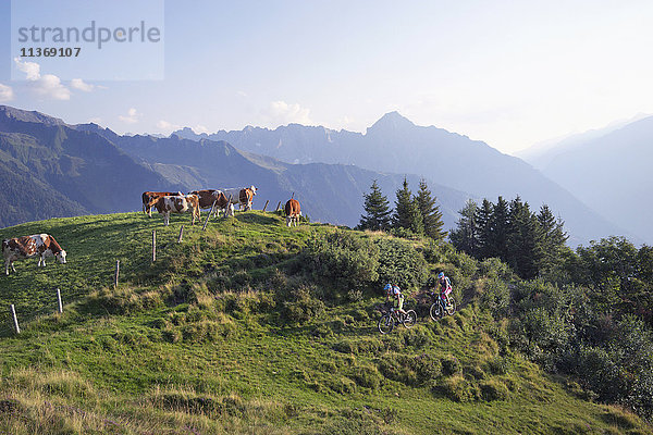 Zwei befreundete Mountainbiker beim Bergauffahren  Zillertal  Tirol  Österreich