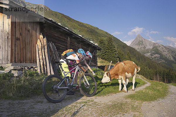Junges Mountainbike-Paar streichelt Kalb  Zillertal  Tirol  Österreich