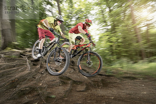 Zwei Mountainbiker fahren über Wurzeln in einem Wald