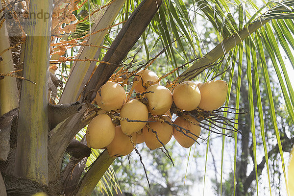 Frische Kokosnüsse hängen an einer Palme  Tangalle  Südprovinz  Sri Lanka