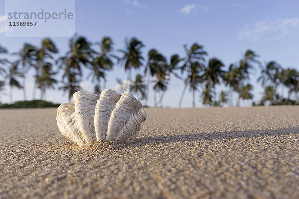 Muschel am Strand gegen den Himmel  Tangalle  Südprovinz  Sri Lanka