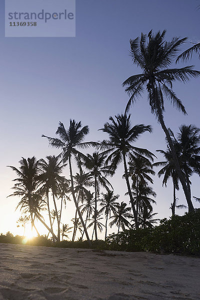 Palmen bei Sonnenuntergang  Tangalle  Südprovinz  Sri Lanka