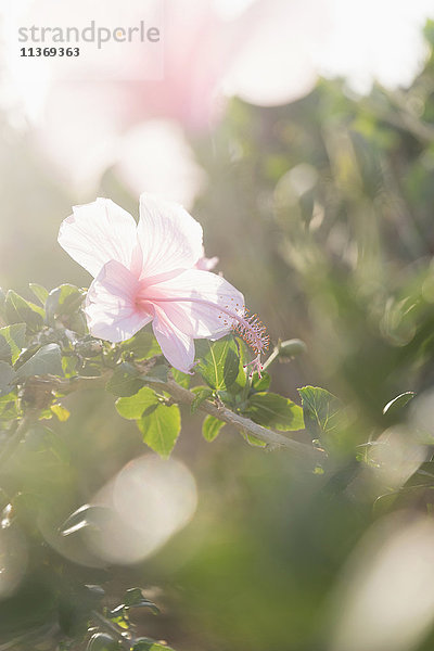 Nahaufnahme eines rosa Hibiskus  Yala-Nationalpark  Westprovinz  Sri Lanka