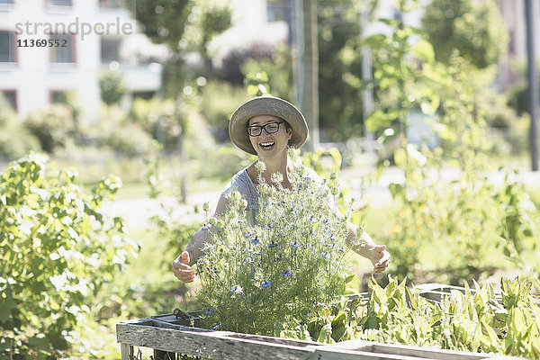 Ältere Frau bewundert Blumen im städtischen Garten