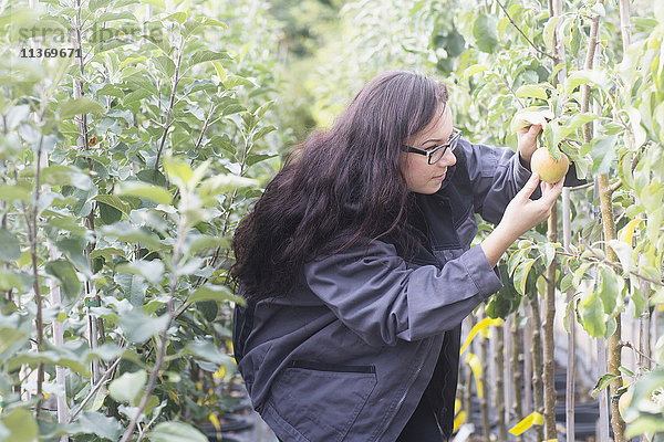 Junge Frau  die einen Apfel in einem Garten untersucht