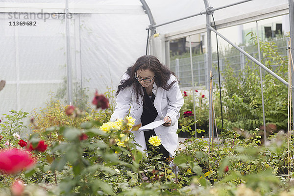 Wissenschaftlerin inspiziert Blumen im Gewächshaus  Freiburg im Breisgau  Freiburg im Breisgau  Deutschland