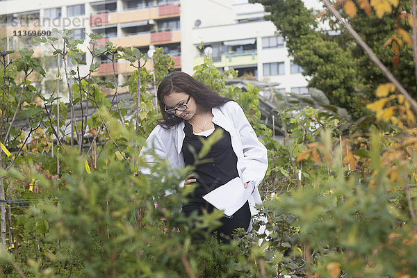 Wissenschaftlerin inspiziert Pflanzen im Gewächshaus