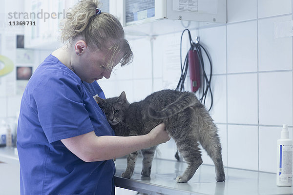 Tierärztin bei der Untersuchung einer Katze im OP  Breisach  Baden-Württemberg  Deutschland