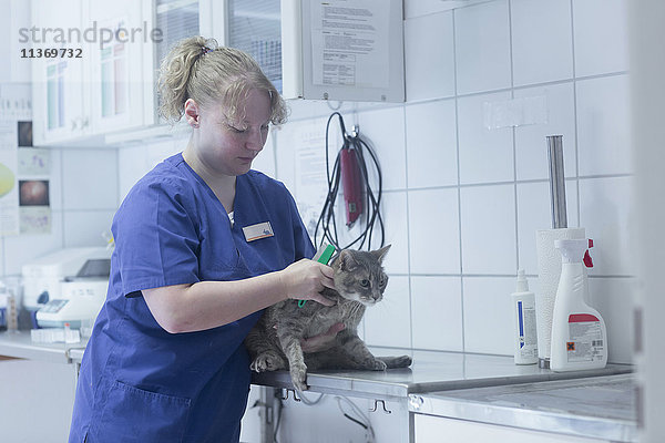 Tierärztin bei der Untersuchung einer Katze im OP  Breisach  Baden-Württemberg  Deutschland