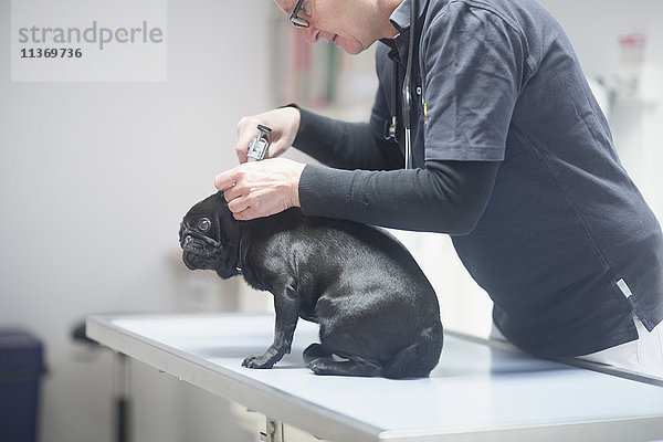 Tierarzt bei der Untersuchung eines Hundes  Breisach  Baden-Württemberg  Deutschland