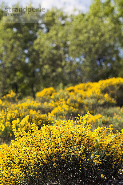 Frankreich  Zentral-Südfrankreich  Der regionale Naturpark Haut-Languedoc  la Montagne Noire  Besen