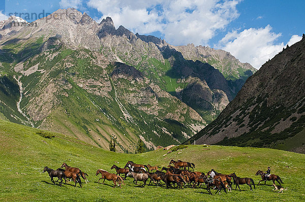 Zentralasien  Kirgisistan  Issyk Kul Provinz (Ysyk-Köl)  Juuku Tal  der Schäfer Gengibek Makanbietov führt seine 24 Pferde auf der Alm.