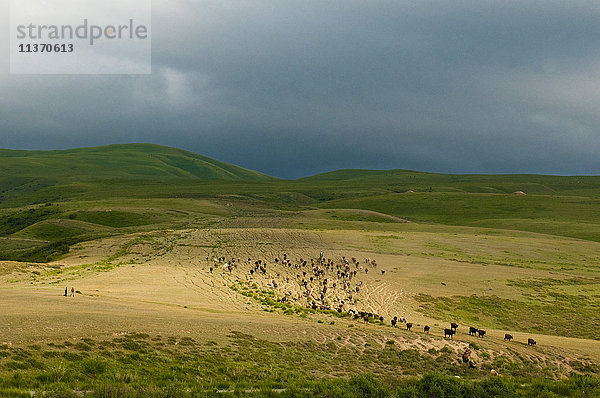 Zentralasien  Kirgisistan  Issyk Kul Provinz (Ysyk-Köl)  unweit von Karakol  Kuhherde