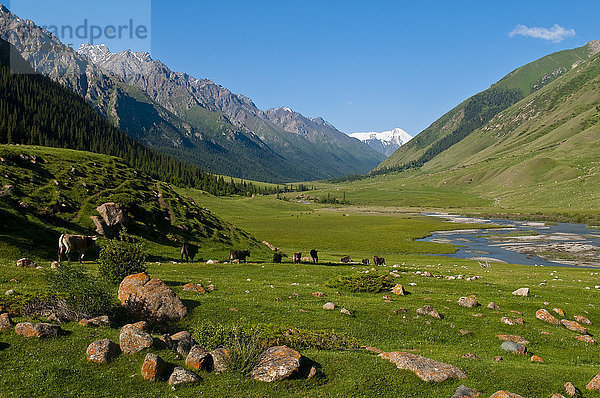 Zentralasien  Kirgisistan  Issyk Kul Provinz (Ysyk-Köl)  das Juuku Tal