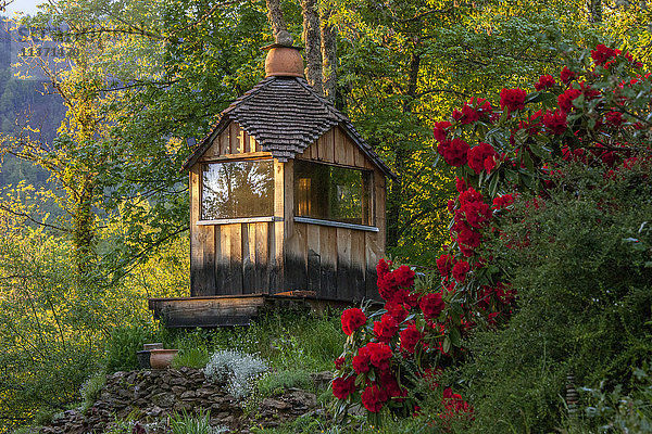 Rhododendron vor einer Holzhütte