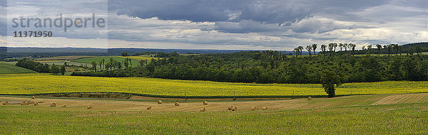 Frankreich  Dordogne  Panoramablick auf ein Sonnenblumenfeld. Rundbirne im Vordergrund  Wald im Hintergrund
