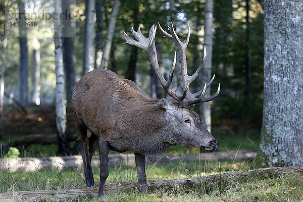 Frankreich  Burgund  Yonne. Gebiet von Saint Fargeau und Boutissaint. Plattensaison. Hirsch im Donnerwuchsschnüffeln.