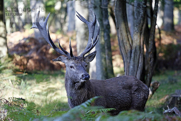 Frankreich  Burgund  Yonne. Gebiet von Saint Fargeau und Boutissaint. Plattensaison. Hirsch im Unterholz auf der Suche nach einem Weibchen.