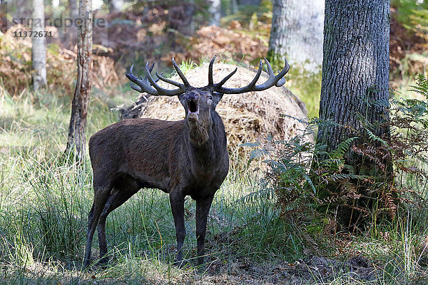 Frankreich  Burgund  Yonne. Gebiet von Saint Fargeau und Boutissaint. Plattensaison. Hirsch in einem Holzklingeln.