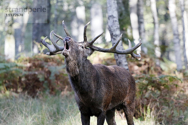 Frankreich  Burgund  Yonne. Gebiet von Saint Fargeau und Boutissaint. Plattensaison. Hirsch in einem Holzklingeln.