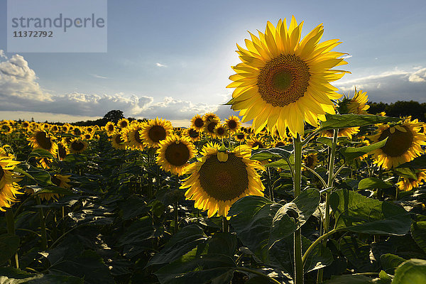 Frankreich  Dordogne  Nahaufnahme von Sonnenblumen in der Sonne gegen blauen Himmel