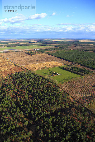 Frankreich  Gironde. In der Nähe von Teste de Buch. Pinienwald.