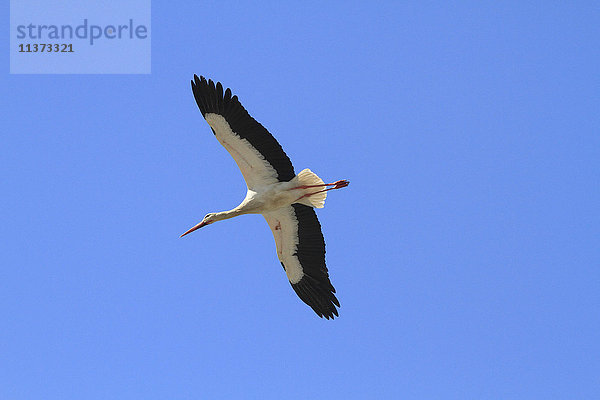 Portugal  Algarve. Faro. Storch fliegt.