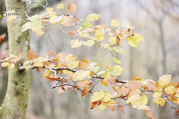 Herbstblätter auf einem Zweig