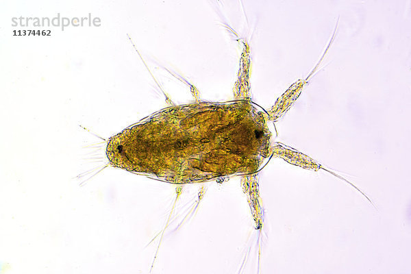 Plankton  Nahaufnahme